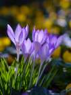 Woodland crocus in the background winter aconite, Germany. Art Print